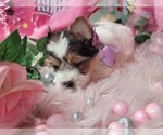 Small #2 Yorkshire Terrier