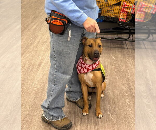 Medium Photo #8 Mutt Puppy For Sale in Glen Allen, VA, USA