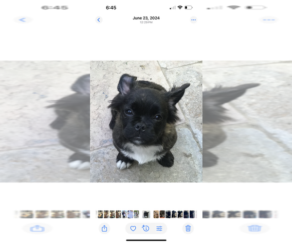 Medium Photo #1 American Bullnese Puppy For Sale in DISCOVERY BAY, CA, USA
