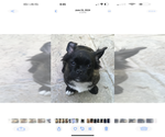 Small Photo #1 American Bullnese Puppy For Sale in DISCOVERY BAY, CA, USA