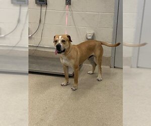 American Staffordshire Terrier-Unknown Mix Dogs for adoption in Grand Prairie, TX, USA