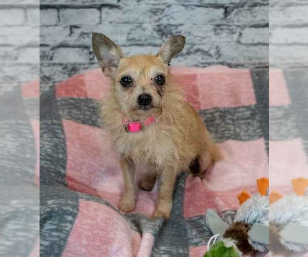 Medium Photo #4 Chihuahua-Unknown Mix Puppy For Sale in Kennesaw, GA, USA
