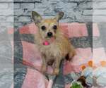 Small #3 Chihuahua Mix
