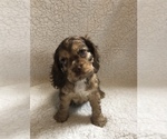 Puppy 3 Cocker Spaniel