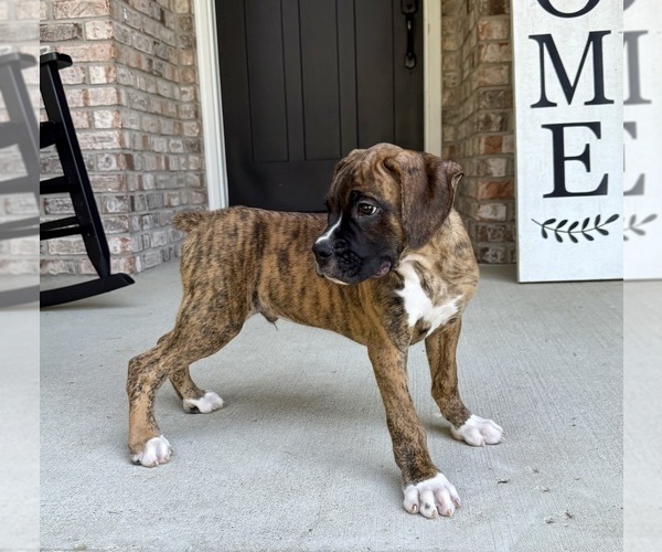 Medium Photo #5 Boxer Puppy For Sale in GREENFIELD, IN, USA