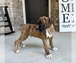 Small #4 Boxer