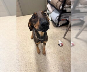 Doberman Pinscher-Unknown Mix Dogs for adoption in Riverside, CA, USA