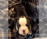 Puppy Puppy 3 Olde English Bulldogge