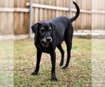 Small Photo #1 Labrador Retriever Puppy For Sale in Fort Worth, TX, USA