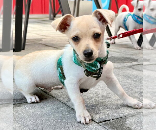 Medium Photo #7 Chihuahua-Unknown Mix Puppy For Sale in Canton, CT, USA