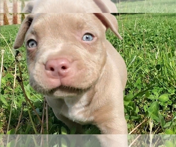 Medium Photo #6 American Bully Puppy For Sale in WEST MILTON, OH, USA