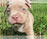Small #5 American Bully