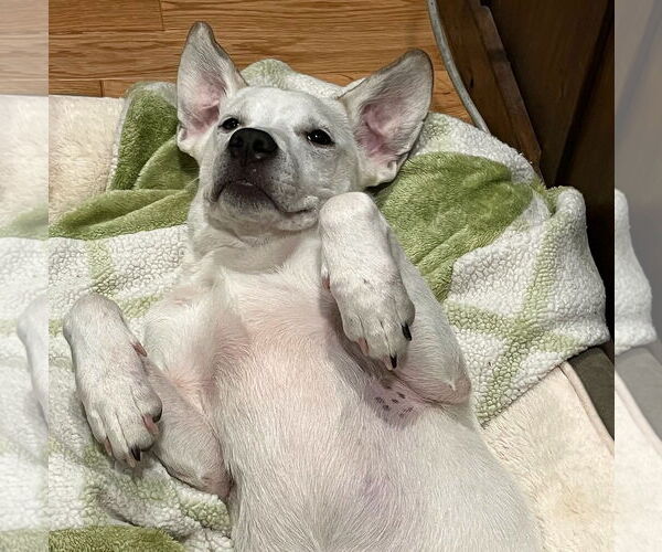 Medium Photo #4 Beagle-Unknown Mix Puppy For Sale in Wakefield, RI, USA