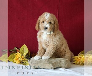 Poodle (Miniature) Puppy for sale in GORDONVILLE, PA, USA