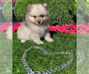 Pomeranian Puppy for sale in CONYERS, GA, USA