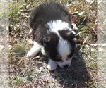 Small Photo #3 Australian Shepherd Puppy For Sale in AINSWORTH, NE, USA