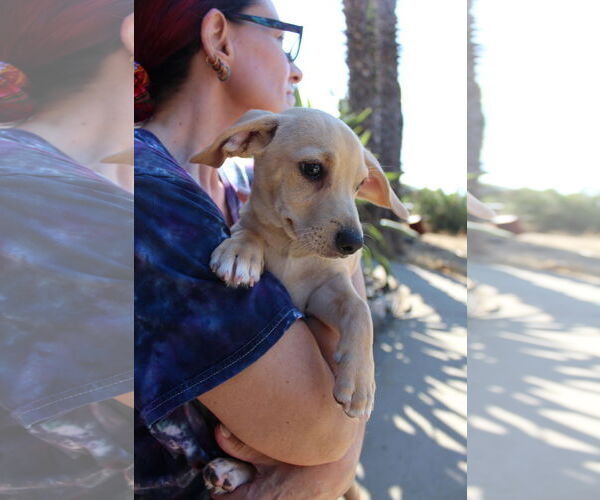 Medium Photo #3 Chiweenie Puppy For Sale in Imperial Beach, CA, USA