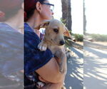 Small #2 Chiweenie