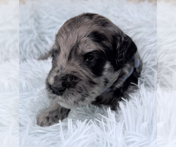 Medium Photo #53 Goldendoodle Puppy For Sale in PIERSON, FL, USA