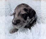 Small Photo #53 Goldendoodle Puppy For Sale in PIERSON, FL, USA