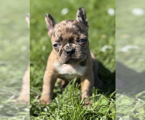 Medium Photo #1 Faux Frenchbo Bulldog Puppy For Sale in ROCK STREAM, NY, USA