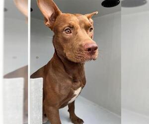 Australian Kelpie Dogs for adoption in Houston, TX, USA