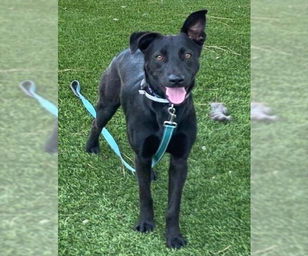 Medium Photo #1 German Shepherd Dog-Unknown Mix Puppy For Sale in Downey, CA, USA