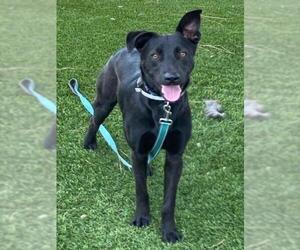 German Shepherd Dog-Unknown Mix Dogs for adoption in Downey, CA, USA
