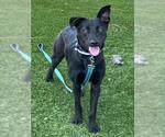 Small German Shepherd Dog Mix
