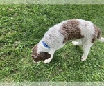 Small Photo #13 Sheepadoodle Puppy For Sale in BURLINGTON, KY, USA
