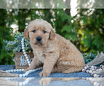 Puppy Lola Golden Retriever