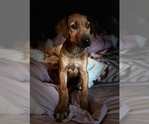 Rhodesian Ridgeback Puppy for sale in SCOTTSDALE, AZ, USA