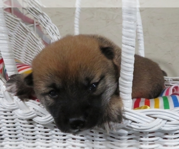 Medium Photo #4 Shiba Inu Puppy For Sale in NORWOOD, MO, USA