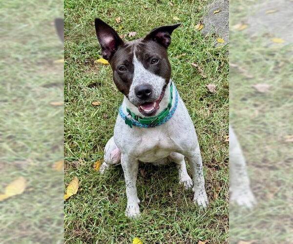 Medium Photo #6 American Staffordshire Terrier Puppy For Sale in Cranford, NJ, USA