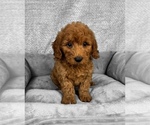 Small #4 Goldendoodle (Miniature)
