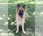 Small #1 German Shepherd Dog
