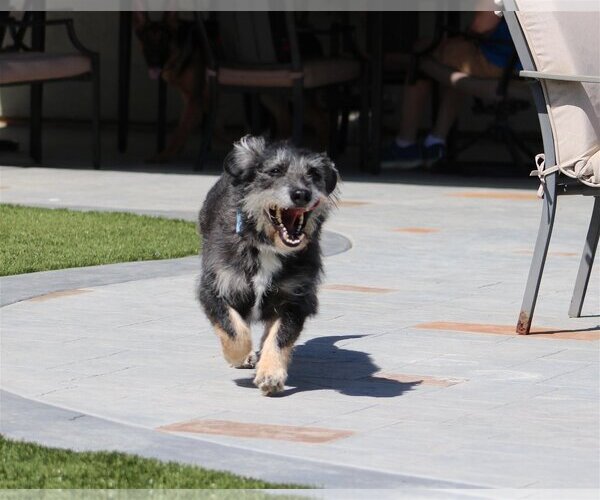 Medium Photo #7 German Shepherd Dog-Unknown Mix Puppy For Sale in San Diego, CA, USA
