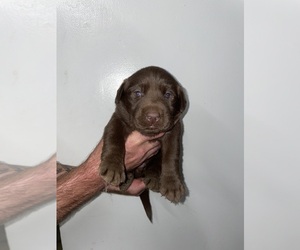 Labrador Retriever Puppy for sale in OSYKA, MS, USA