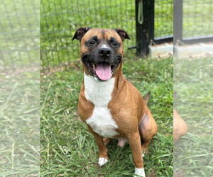 Mutt Dogs for adoption in Virginia Beach, VA, USA
