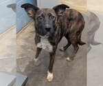 Small #1 Mutt