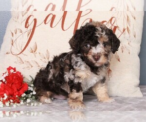 Poodle (Miniature) Puppy for sale in FREDERICKSBURG, OH, USA