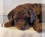 Small Photo #15 Aussiedoodle Puppy For Sale in ATHENS TOWNSHIP, PA, USA