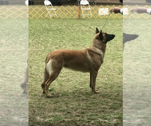 Mother of the Belgian Malinois puppies born on 12/21/2022