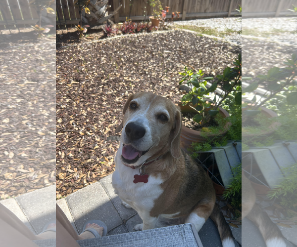 Medium Photo #6 Beagle Puppy For Sale in Tampa, FL, USA