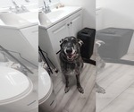 Small #1 German Shepherd Dog Mix