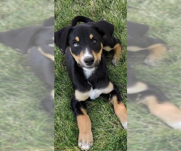 Medium Photo #1 Border Collie-Unknown Mix Puppy For Sale in Lodi, CA, USA