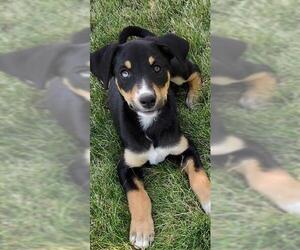 Border Collie-Unknown Mix Dogs for adoption in Lodi, CA, USA