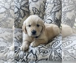 Small #9 Golden Retriever