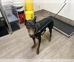 Small Doberman Pinscher