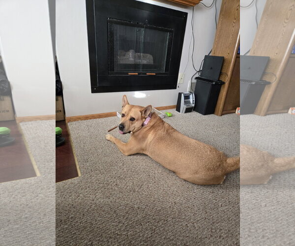 Medium Photo #5 Mutt Puppy For Sale in Brooklyn Center, MN, USA